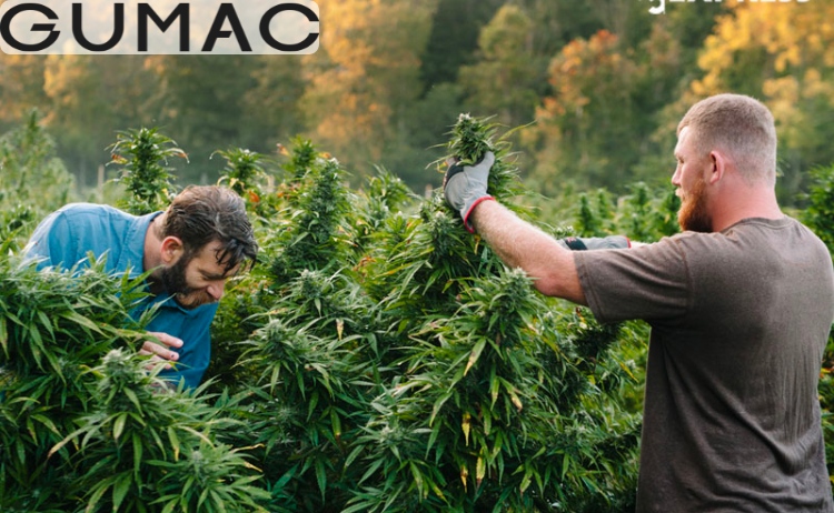 Nguồn gốc của vải Hemp Nguồn gốc của vải Hemp